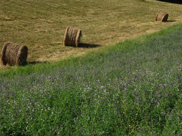 UCCE: July 2021 Palo Verde Valley Update