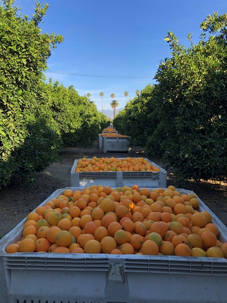 Riverside County Citrus Grower Meeting
