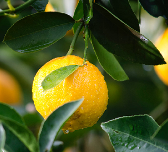Citrus Pest Management Field Day