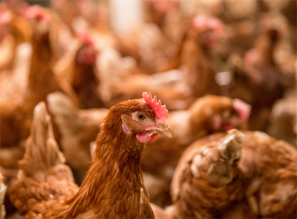 *UPDATE* Highly Pathogenic Avian Influenza and Biosecurity Advisory