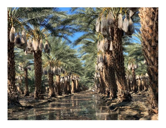 Date Palms