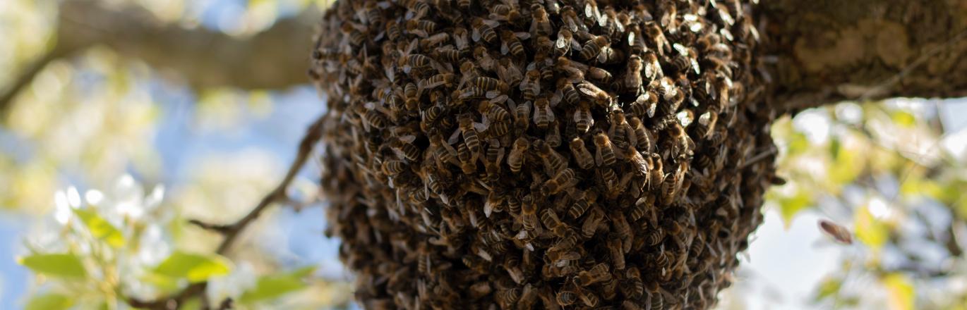 bee swarm