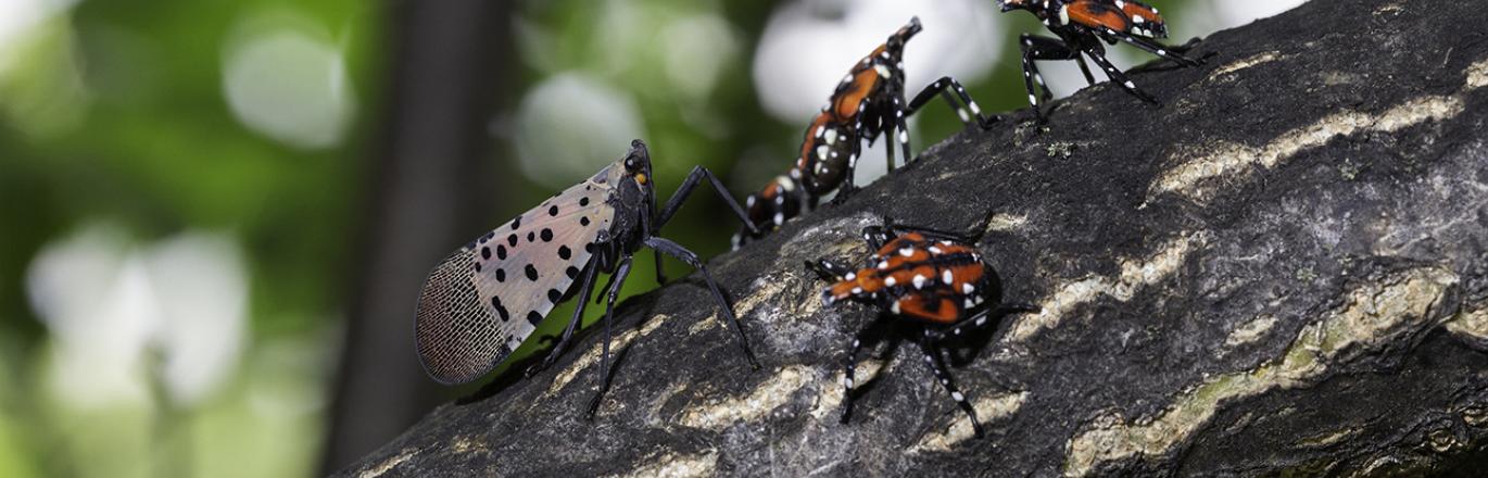 Spotted Lanternfly