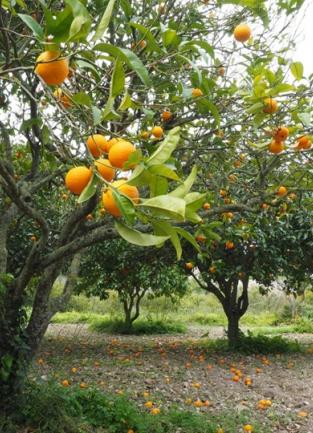 citrus grove