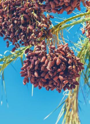 dates