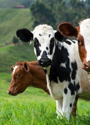 Livestock