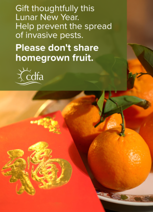 Lunar New Year