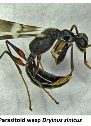 Bio Control Spotted Lantern Fly