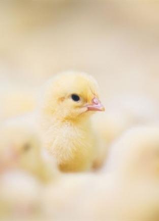 Highly Pathogenic Avian Influenza Update and Biosecurity Advisory